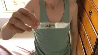 I have footage of my queen ant eating!