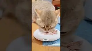 Top 5 foods cats can't resist #cat #pets #shorts #petcare
