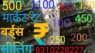 Begusarai market ki jankari Love birds ki jankari Patna market ki jankari