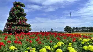 Pembrey & Burry Port ~ Wales in Bloom preparations for 2017.