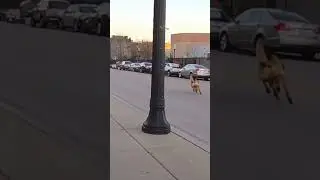 Dog Caught Driving by Police!