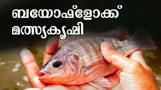 കൂടുതല്‍ രുചിയും ഗുണനിലവാരവുമുളള മത്സ്യങ്ങള്‍  | Biofloc Fish Farming | Organic Fish Farming