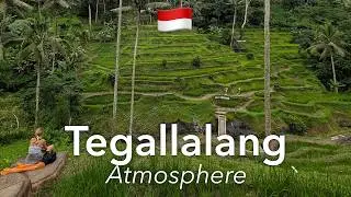 🇮🇩 Рисовые Террасы Тегаллаланг в 4K: Атмосфера и Виды| Бали, Индонезия