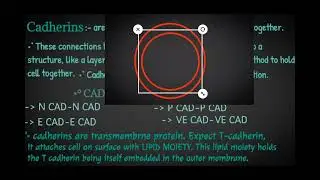 Cell adhesion molecules /cadherins/developmentalbiology / detail m padhna h na to click kro....