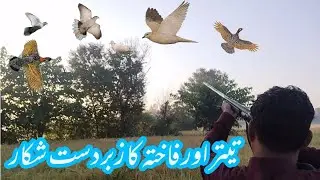 Best Partridge and dove hunting video || Shotgun Hunting || Hunting session 2023