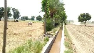 Greenfields | Natural beauty of punjab | Rural pakistan info | punjabi village life