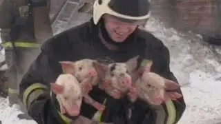 Russian firefighters rescue pigs from burning barn