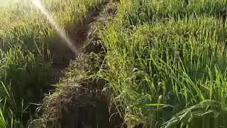 VISITING FARM 101 | jm & abc saba vlog