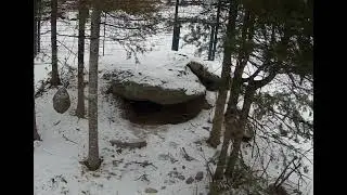 Lucky responds to the sounds of workers in the big enclosure -  2/12/24