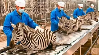 Inside the Zebra Leather Factory &ndash; How Raw Materials Become Luxury Fashion