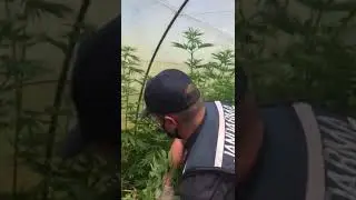 Jandarmadan kenevir yetiştiren aileye operasyon