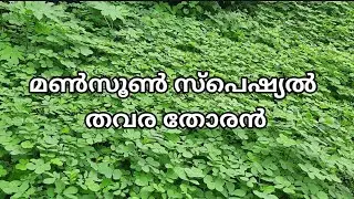 Thavara Thoran || Thakara Thoran ||  || Sickle Senna Tora || തവര തോരൻ || തവര ഉപ്പേരി || തകര തോരൻ