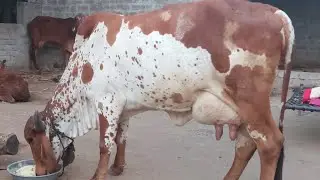 शुद्ध नसल की गीर गया सेल के लिए उपलब्ध हैं ।7990905070