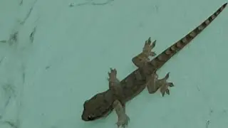 Lizard