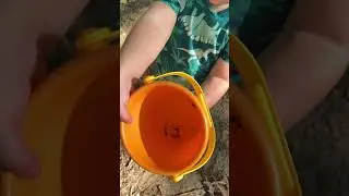 Bug hunting toddler Summer #Shorts #lauramcmillion