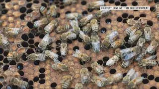 Vermont researchers discovers 9 new bee species in first statewide count since 1962