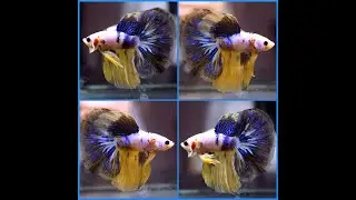 Betta Fish MUSTARD BLUE MARBLE DRAGON Halfmoon HM Male S358