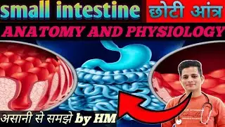 Small intestine || छोटी आंत || anatomy and physiology || digestive system || structure and function 