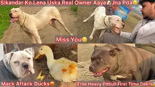Sikandar Ko Lena Uska Real Owner Aaye🐶Mera Pass Se Jana Pda😢Mack N Ducks Pakad Le😡Ghayal Hogye😰