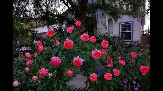 2020 My Front Yard Rose Collection Flower Burst（Rose name Subtitle)； 2020年我前院的玫瑰花开爆了 (4K)
