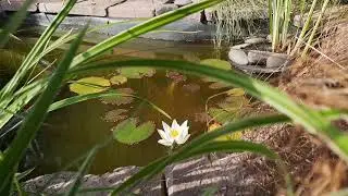 Закрытие кувшинки в ускоренном режиме / Waterlily closes at an accelerated pace