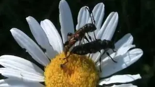 Coleotteri in accoppiamento - Mating Coleopteras