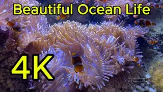 2 Hours 4k Aquarium Relaxing Music | Coral Reef Fish | Ocean Fish | Sea Turtle | Betta Fish.