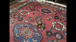 Wool rug clean from Foul Odor Michigan Bloomfield Hills