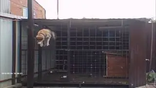 побег Хаски из вольера / Husky runaway