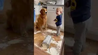 Toddler's Flour Mess Excuse is Too Funny, But Dog's Reaction Steals the Show! #CuteDog #ToddlerLife