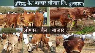 #प्रसिद्ध बैल बाजार #लोणार जि.बुलढाणा दि.19.जानेवारी.2026- लाईव्ह बैल बाजार #गावराण व #लाल कंदार टॉप