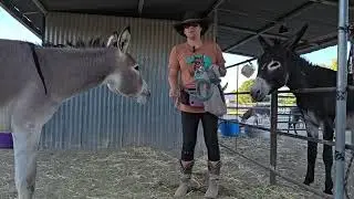Working with Navajo with fly mask 8/3 #donkeytraining 