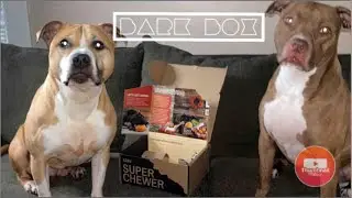 November Super Chewer Bark Box 2020