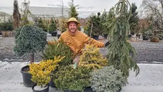 Top 10 Conifers That EXPLODE With Color in Spring!