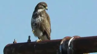 &Scaron;kanjac, Buteo Buteo , Buzzard -- Birds of Croatia