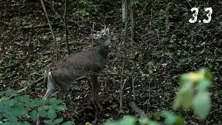Closing The Gap - Watching Public Land Deer Lay Down Sign!!