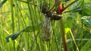 Libelle schl&uuml;pft