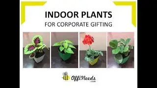 Indoor Plants for Corporate Gifting