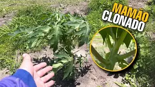 PLANTIO DE MAMÃO CLONE||MUITAS PERCAS