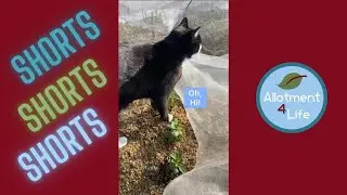 Gotta love allotment cats 😂
