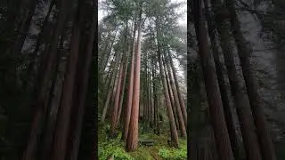 2022-02-26 #ForestLife 1 minute of fresh rain and clean air. Take a deep breath.  #KootnKooterCabin