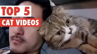 Top 5 Cat Videos || Funny Kitten Compilation