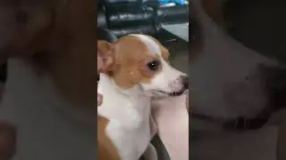 Jack chi dog remedy &hearts;