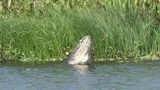 11 17 2024 Gator activity