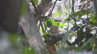Elusive Antpitta / tovacu&ccedil;u-xod&oacute; (Grallaria eludens), Parque Estadual Chandless, Acre - Brasil