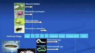 Effects of Climate Change on Insect Communities in Organic Farming Systems Webinar