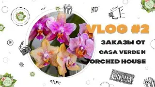 VLOG #2. Заказы Casa Verde, Orchid House, проблемы Леко Будды и радости вирусной орхидеи.
