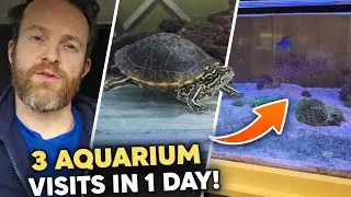 Aquarium Maintenance Vlog | Turtle Tank, Reef Visit & University Setup &ndash; New Year&rsquo;s Eve