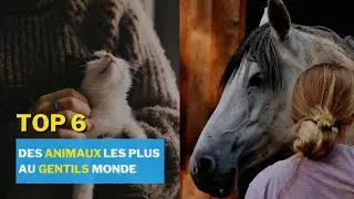 Top 6 des animaux les plus gentils au monde