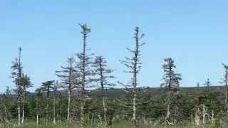 I saw a moose in the Cape Breton Highlands of Nova Scotia, Canada 2019 Part 2